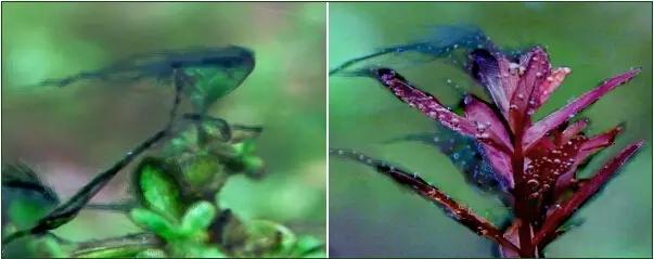 关于藻类（化石介绍，藻类化石值钱吗（19种常见藻类照片和解决方法）