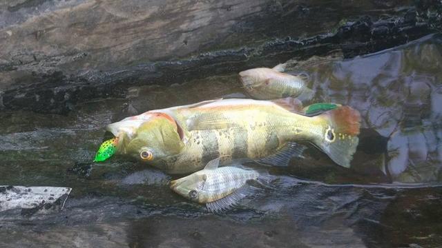 帝王三间和巴西亚鱼有什么区别，巴西亚鱼与皇冠三间鱼有什么区别（也许等不到中国钓鱼人就被消灭光了）