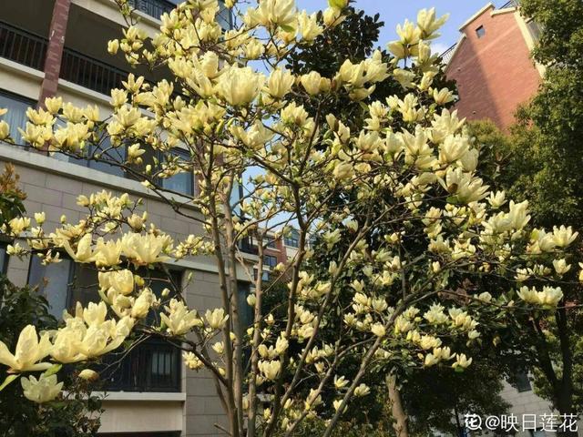 为什么10楼风水最好，风水最旺的房子10楼（家门口种棵“吉祥花”）