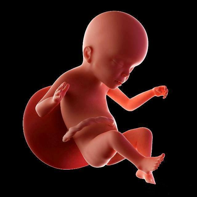 如果四维彩超上的数据显示,胎儿的胎心率没有在这个范围内,而且宝宝也