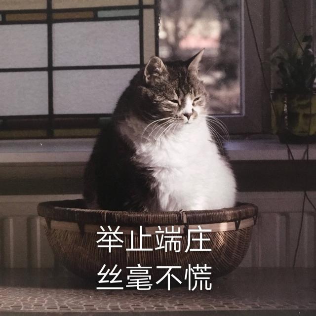 今天也要加油鸭，今天也要加油鸭壁纸（表情包：今天也要加油鸭图片）