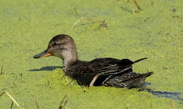 野鸭的种类有哪些，野鸭子有哪几种（TA就是野鸭中最靓的仔）