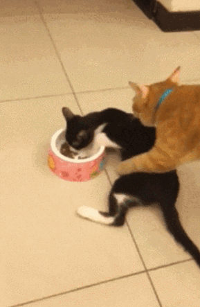 奶牛猫是什么品种，黑白猫跟奶牛猫怎么区分（都说别养奶牛猫）