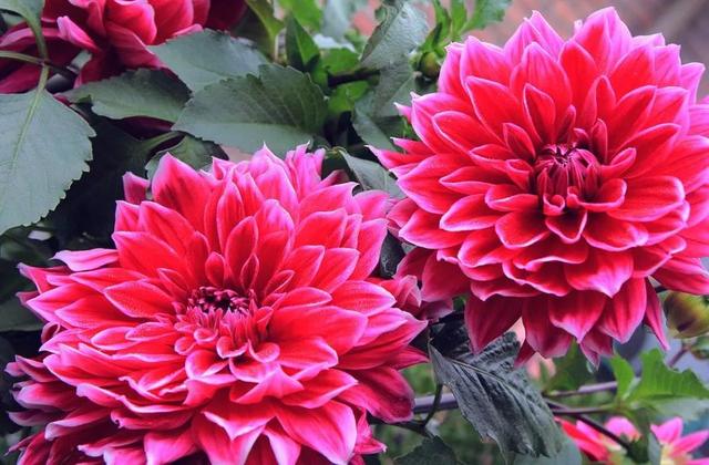 墨西哥说什么语言，拉丁语是哪个国家的语言（墨西哥合众国简介<一>）