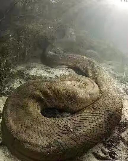 蚺和蟒哪个厉害,蚺和蟒哪个更长(不要以常识区别蛇蜥蟒蚺) 蚺和蟒哪个厉害,蚺和蟒哪个更长(不要以常识区别蛇蜥蟒蚺)