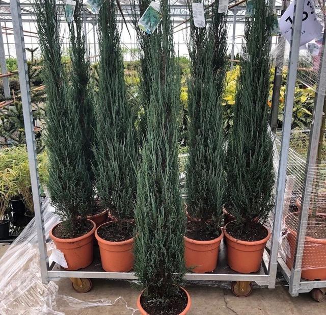 侧柏的特征特性及栽培技术，侧柏的养护与栽培管理（柏树的观赏品种可真多）