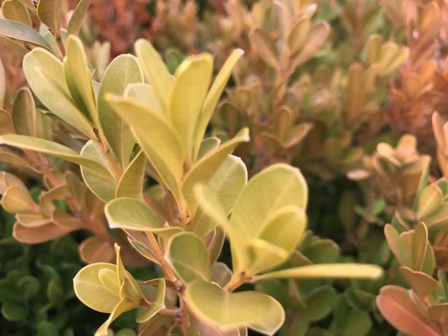 常绿灌木，10种天天见的观叶植物你可能叫不上来名字（北京常绿灌木）