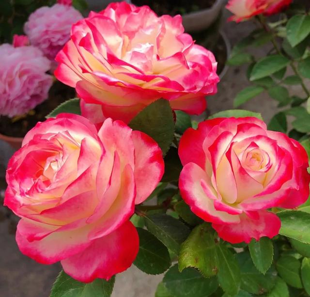 月季花图片,月月红月季花图片(100个月季品种)