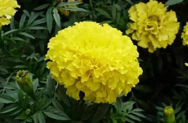 各种花的花语，各种花的花语爱情（史上最全花语大全）