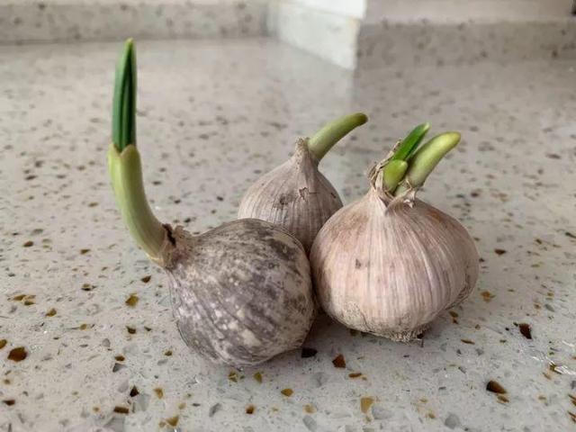 儿童简笔画蒜苗的画法，儿童画蒜苗简笔画图片（快培养一下你家的小花匠）