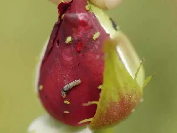 害虫有哪些昆虫，害虫有哪些昆虫介绍（常见害虫的处理和预防技巧）