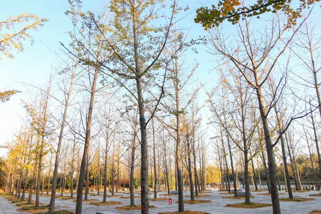 许昌旅游景点有哪些,许昌旅游景点有哪些地方(带你感受专属秋天的浪漫景色) 许昌旅游景点有哪些,许昌旅游景点有哪些地方(带你感受专属秋天的浪漫景色)