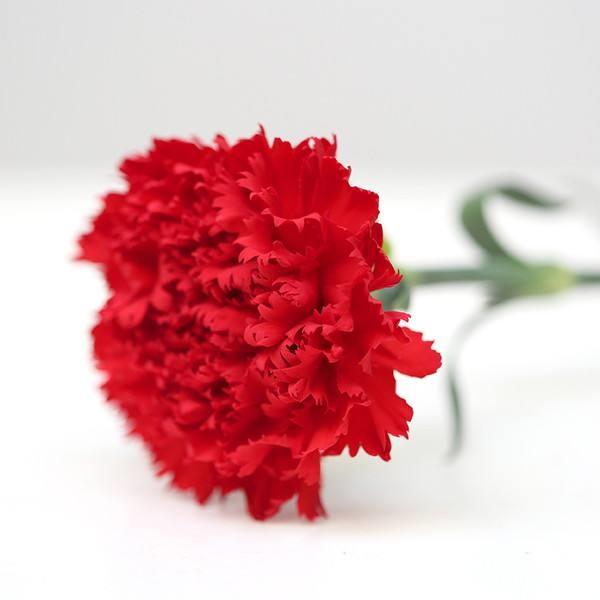 康乃馨种子怎么养，康乃馨花的养殖方法（康乃馨的种子养殖方法和注意事项）