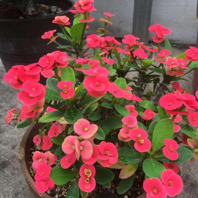 铁海棠花怎么养 铁海棠花的养殖技巧，铁海棠花怎么养（一年四季开花不断）