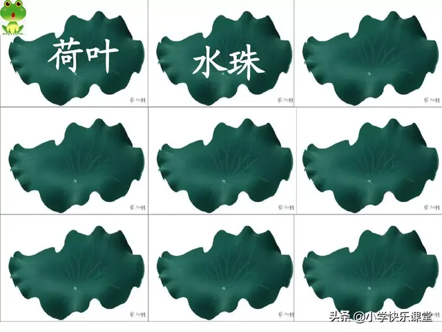 一什么荷叶一什么凉伞，荷叶是小雨的凉伞（小学部编版一年级下册语文课文13《荷叶圆圆》图文解读+知识点）