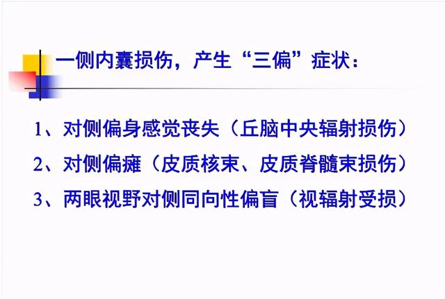大脑杏仁体解剖图，高清大脑解剖图谱
