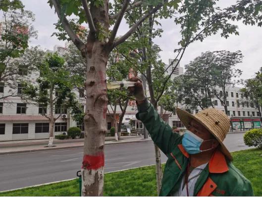 美国红枫天牛防治方法，美国红枫天牛用什么药最好（消除天牛对植物危害）