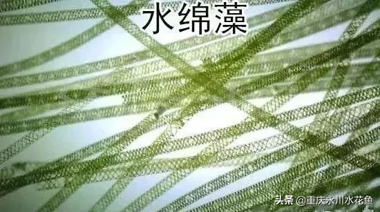 关于色球藻目介绍，色球藻藻体类型（绚丽多姿的水藻世界---常见藻类及图谱）