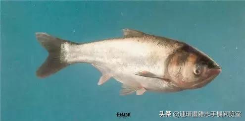 淡水鱼都有什么鱼，钓鱼人一定要知道的二十种淡水鱼（中国常见的20种淡水鱼）