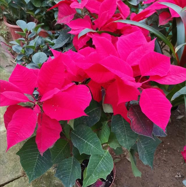 冬天开的花有哪些，冬天开的花有哪些花名颜色（家里养上5种花，天冷也有花看）