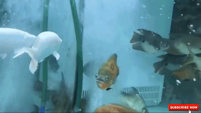 蓝龙鱼的生存环境-蓝龙鱼的简介，蓝龙鱼是热带鱼吗（看看黑龙和蓝龙！真的假的）