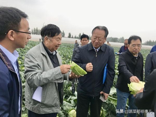 十字花科的植物有哪些，十字花科的常见植物（专家团队、种子经销商看中了哪些甘蓝、大白菜、青花菜品种）