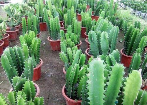 镇宅辟邪最厉害的花卉，人称“镇宅花”