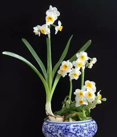 天堂鸟花语，天堂鸟花图片（你知道大自然中这些花的花语吗）