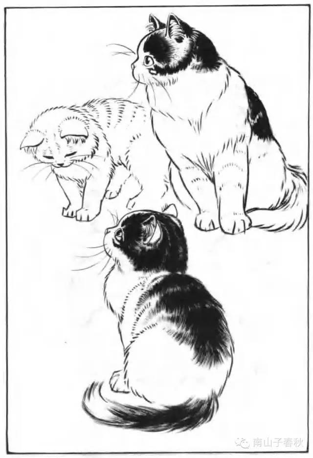 画猫动态技法百图,画小猫咪又简单又漂亮