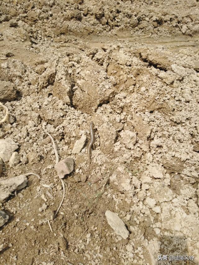 中华石龙子有毒吗，中华石子龙蛇有毒吗（邂逅两条可爱的四脚蛇）