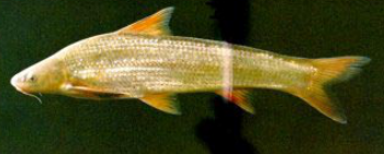 三叶唇鱼介绍，双唇鱼学名叫什么（鱼类：中国淡水鱼类图谱）