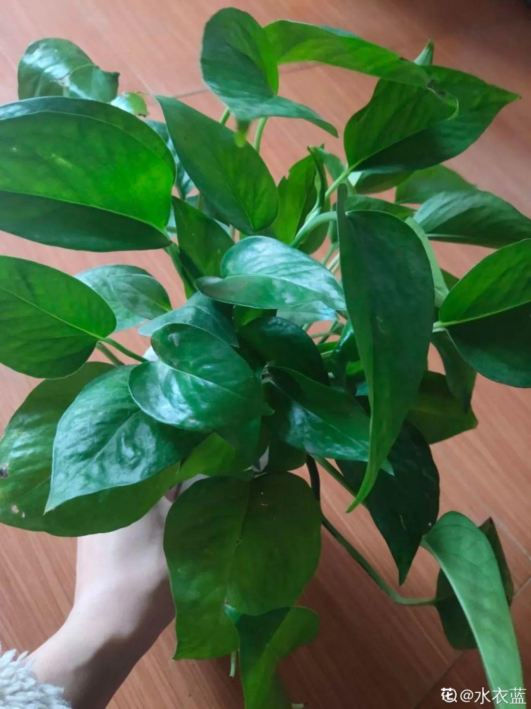 除甲醛的植物排名(除甲醛公司)