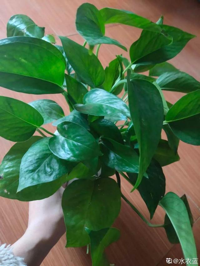 吸收甲醛的植物，哪种植物具有吸收甲醛的功能（净化空气最厉害）