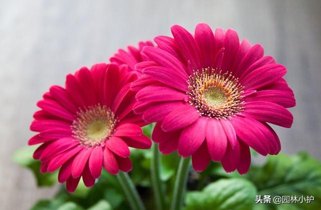 菊花是什么意思，菊花的意思和含义是什么（不同品种的菊花花语）