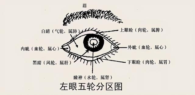 脸部各个部位名称叫什么，脸部位置名称图解（老中医面诊：从脸部五官看疾病）