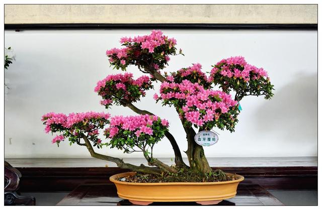 日本杜鹃盆景养殖方法，最实用的方法养出最美的花