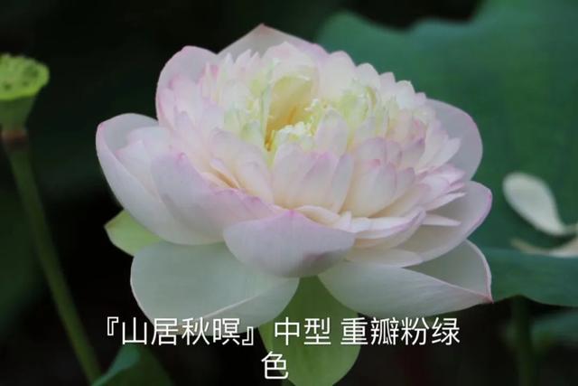 海尔芙拉的花期，海尔芙拉花苞（最能代表夏天的植物——碗莲、睡莲）