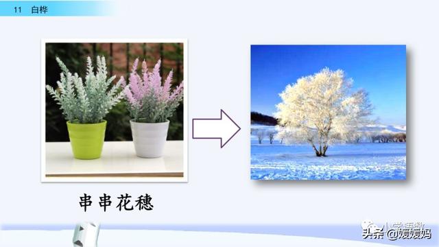 悠扬的近义词，“悠扬”的近义词是什么（四年级下册语文第11课《白桦》图文详解及同步练习）