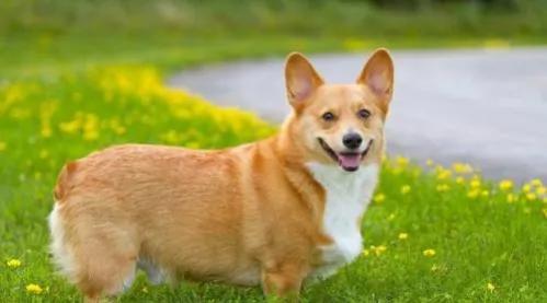 威尔士柯基犬怎么介绍，威尔士柯基犬属于什么犬（威尔士柯基犬）