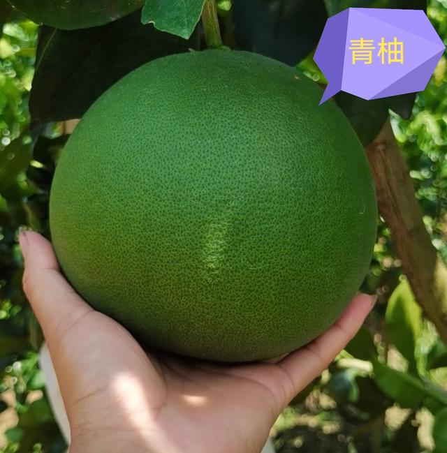 柚子类包括哪些，看果皮怎么区分它们