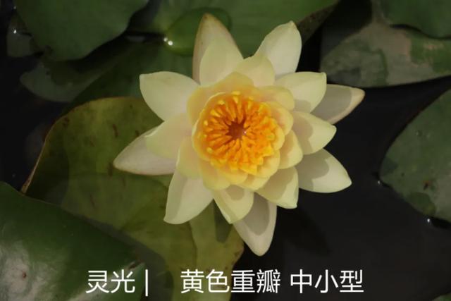 海尔芙拉的花期，海尔芙拉花苞（最能代表夏天的植物——碗莲、睡莲）