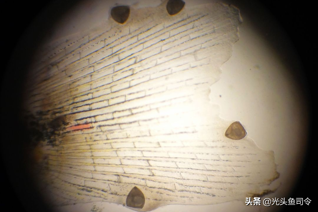 鱼生寄生虫(顺德鱼生寄生虫)