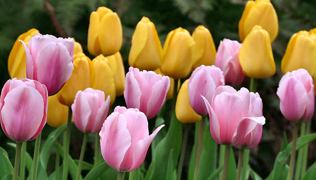 郁金香有毒吗 适合室内养吗，郁金香有毒吗（这3种“毒花”家里不要养）