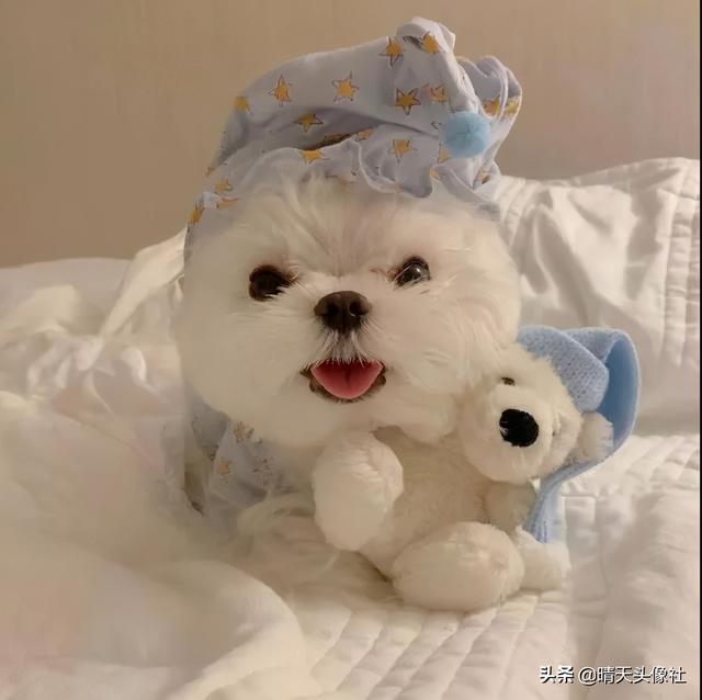 萌宠头像微信，萌宠头像（正如晚来的你皆是笑意）