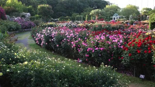 月季花品种，十大经典品种（凭一己之力撑起了整个花园的颜值）