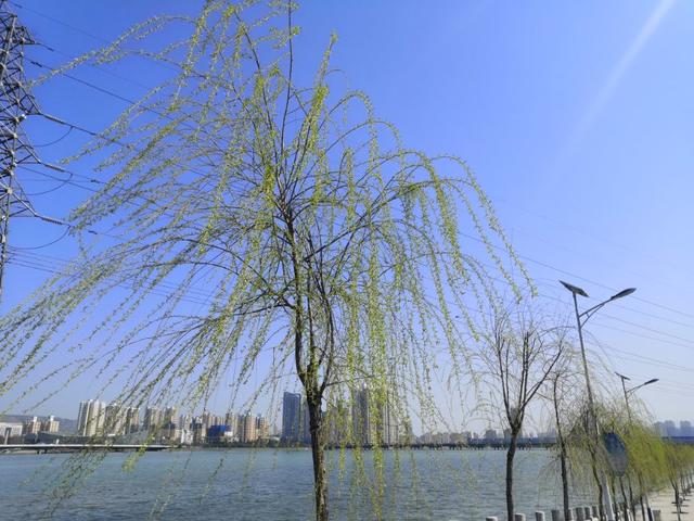 又是一年三月三，又是一年三月三歌词（又是一年三月三歌词是什么意思）