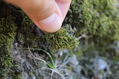 水熊虫寿命是多少年，水熊虫寿命有多少年（水熊虫是“地表最强”生物）