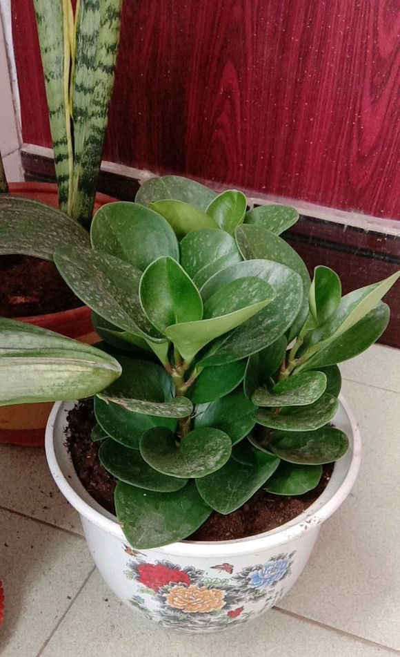 豆瓣绿的养殖方法和注意事项，豆瓣绿的养殖方法和注意事项四季海棠（学会这4点养的棒棒哒）