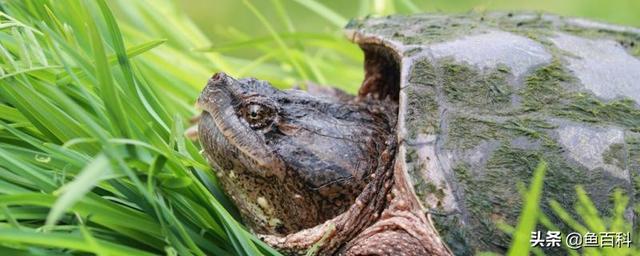 乌龟吃什么食物，乌龟吃什么（小乌龟吃馒头吗，小乌龟吃什么）