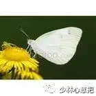 白牛胆的功效与作用，白牛胆的功效与作用禁忌（中药图片大全与功效）